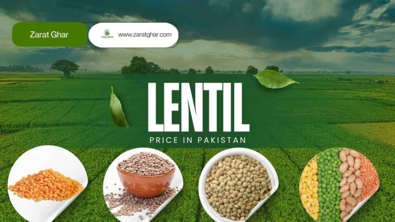 Lentil Price in Pakistan | September 2025