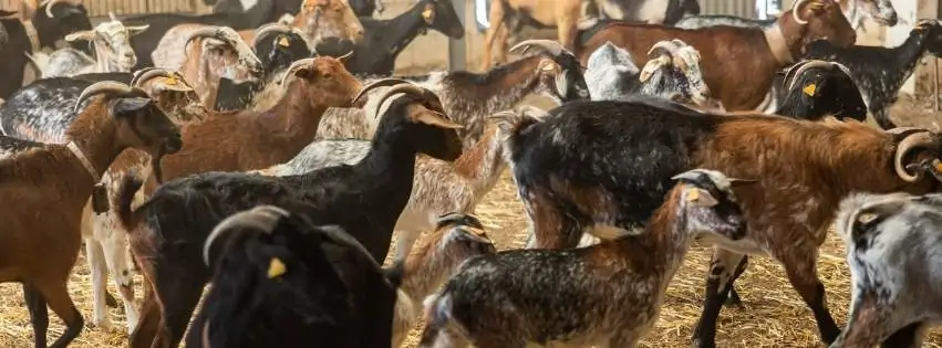 The Future of Livestock Farming in Pakistan