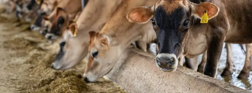 Key Components of Livestock Farming