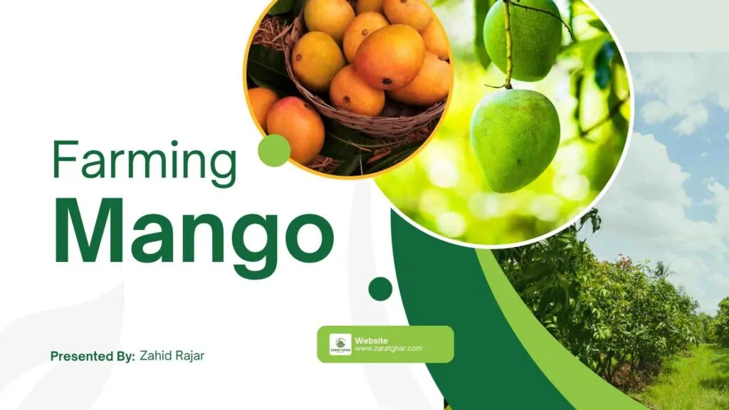Mango Price in Pakistan