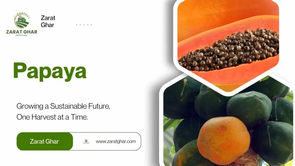 Papaya Price