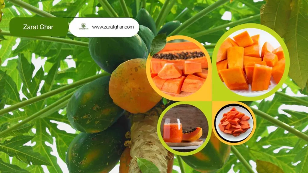Papaya Growing Season in Pakistan