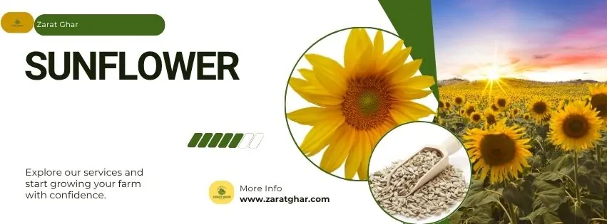 Sunflower Price in Pakistan