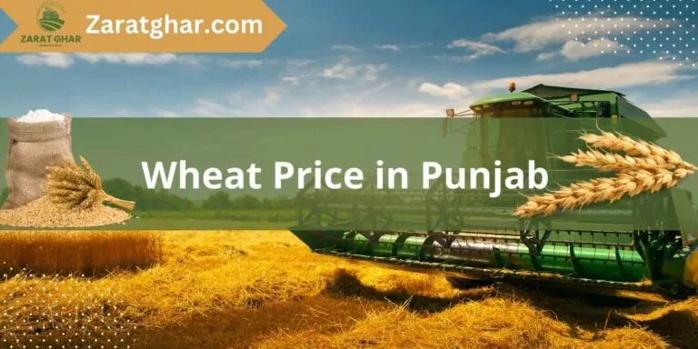 Wheat Price in Punjab