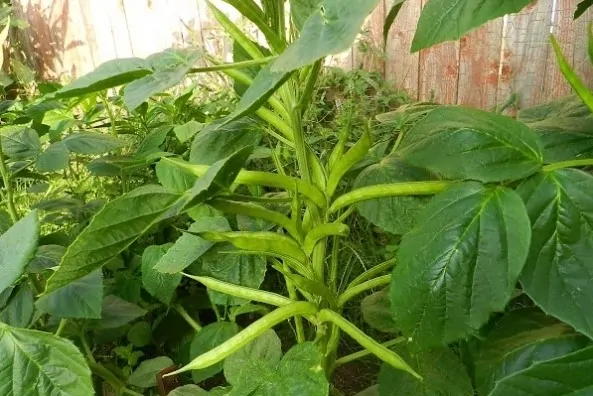 Guar Rate in Pakistan