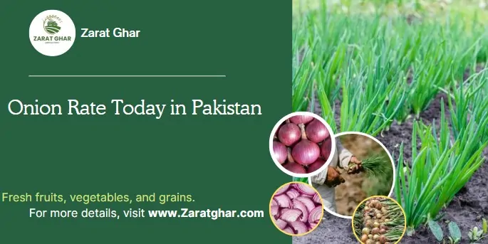 Onion Rate Today in Pakistan