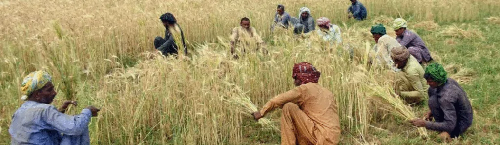 CM Punjab Wheat Support Program