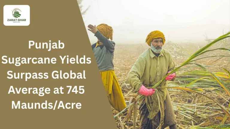Punjab Sugarcane Yields Surpass Global Average at 745 Maunds/Acre