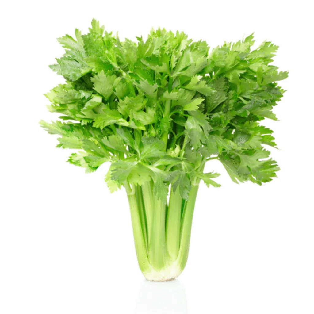 Celery