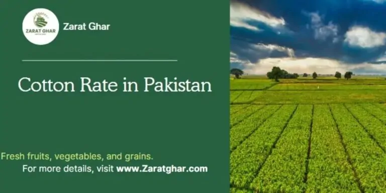 Cotton Rate in Pakistan Today
