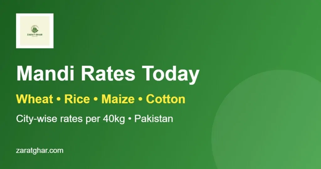 Mandi rates today in Pakistan wheat rice maize cotton
