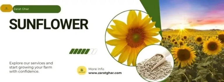 Sunflower Price in Pakistan
